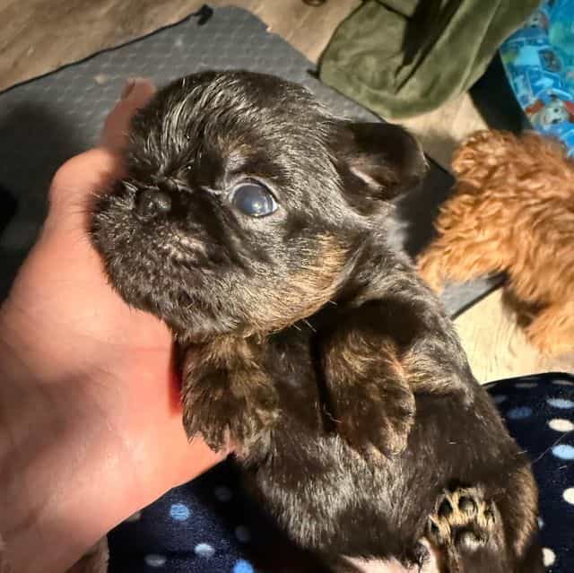 Caroline - Brussels Griffon Female