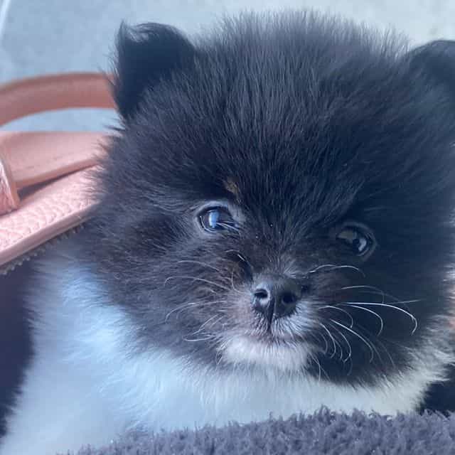 Lady - Pomeranian Female