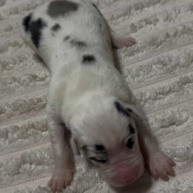 Apollo - Great Dane Male