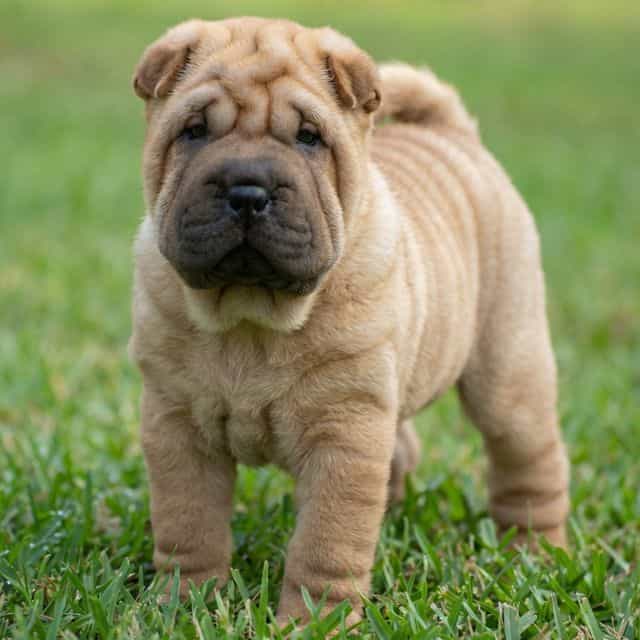 Bruno - Chinese Shar-Pei Male
