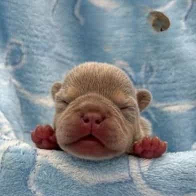 Rampage - French Bulldog Male