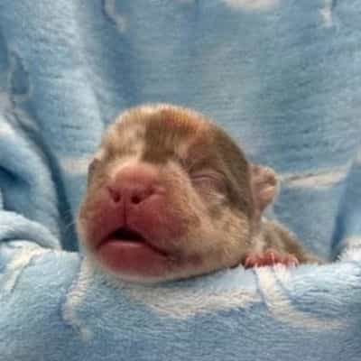 Heathen - French Bulldog Male