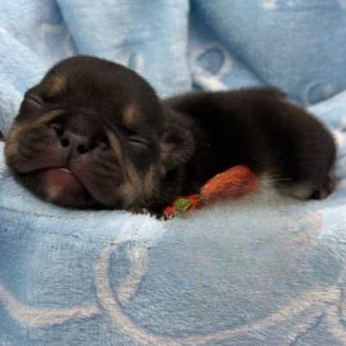 Villain  - French Bulldog Male