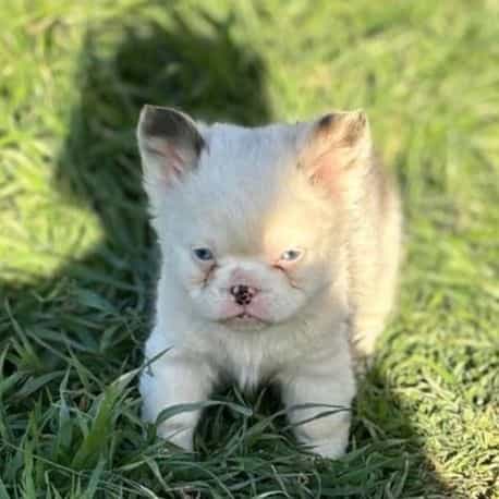 Koi boy - French Bulldog Male