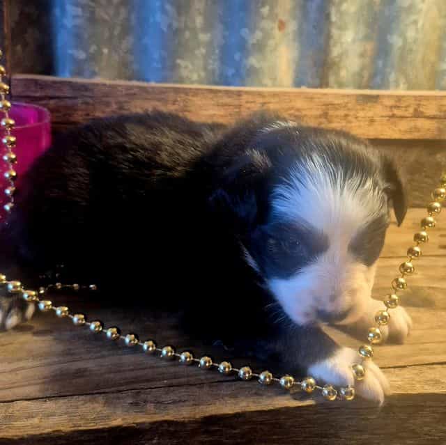 Wyoming - Australian Shepherd Male