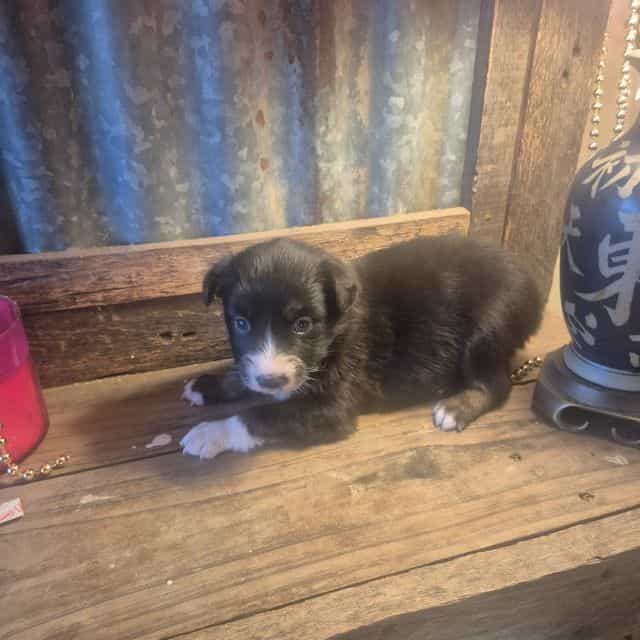 Orgeon - Australian Shepherd Female