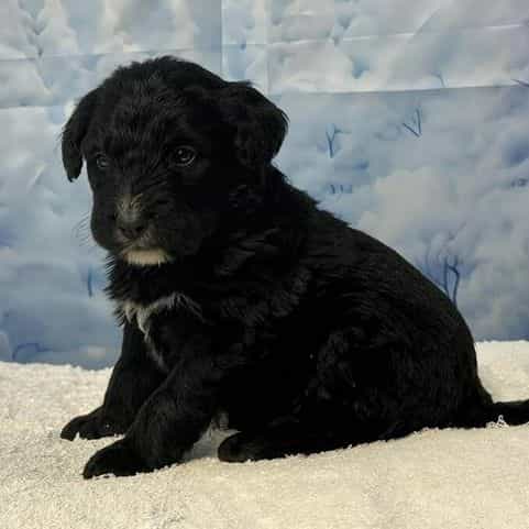 Bandit - Bernedoodle Male