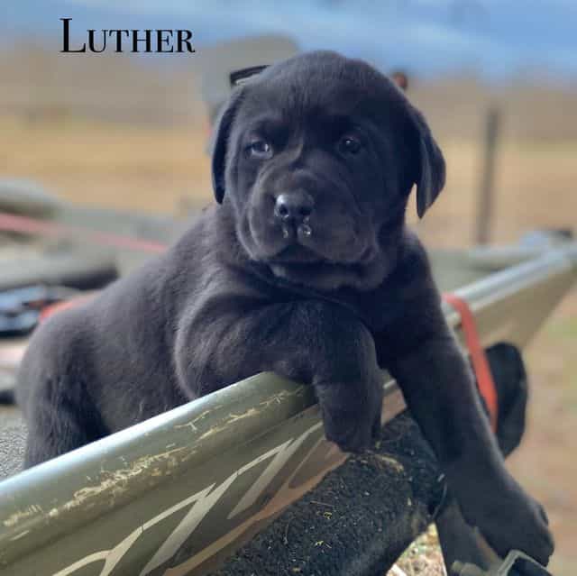 Luther - Labrador Retriever Male