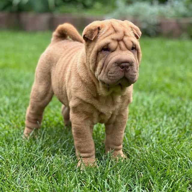 Miya - Chinese Shar-Pei Female