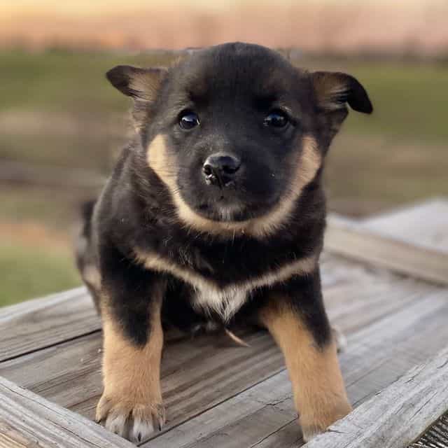 Haven - Norwegian Elkhound Female
