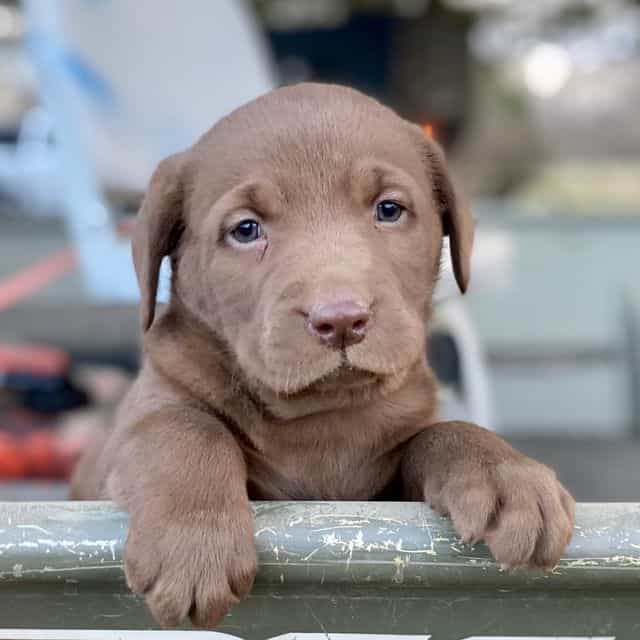 Belle - Labrador Retriever Female