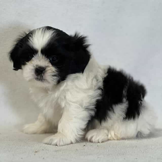 Aurora - Shih Tzu Female