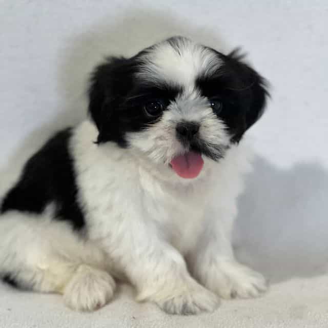 Alfie - Shih Tzu Male