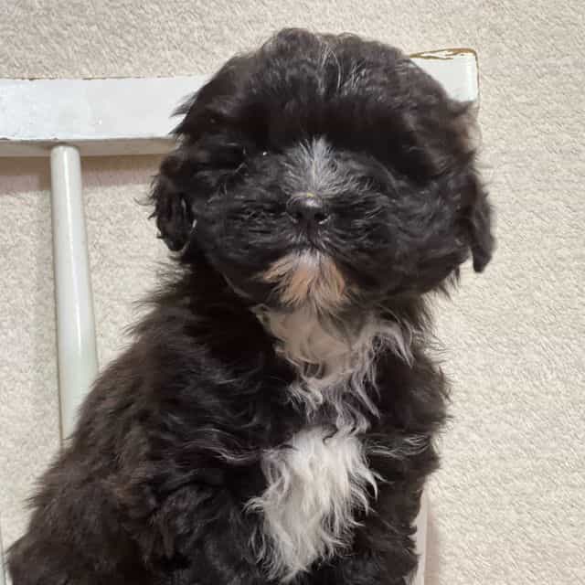 Lemon - Shih-Poo Female