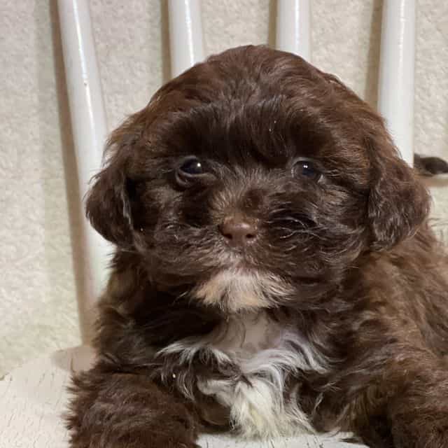 Louie - Shih-Poo Male