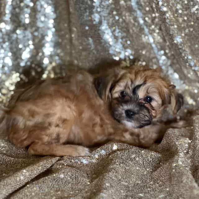 Trixie - Shih-Poo Female