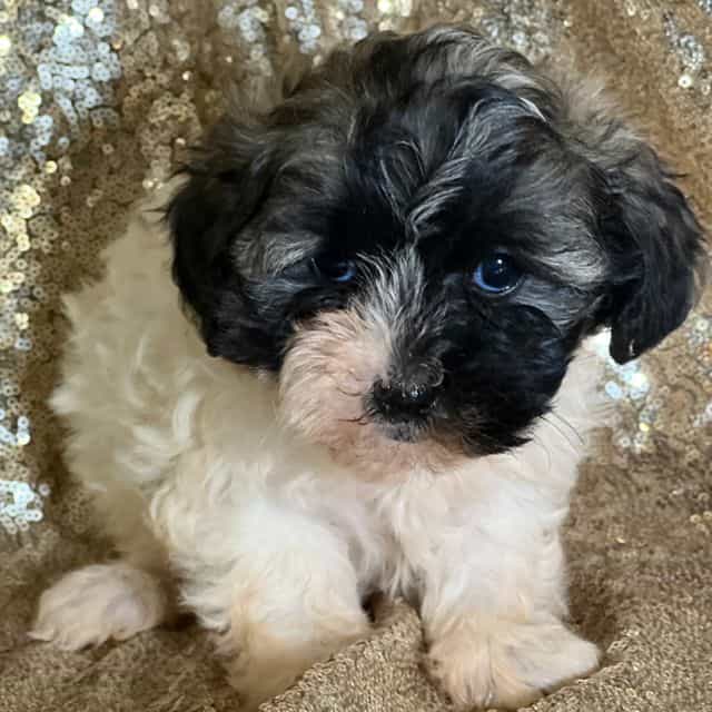 Twinkle - Shih-Poo Female