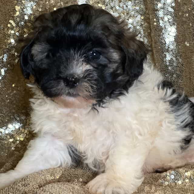 Tony - Shih-Poo Male