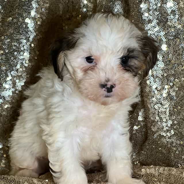 Tino - Shih-Poo Male