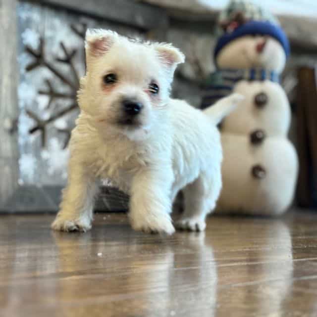 Piper - West Highland White Terrier Female