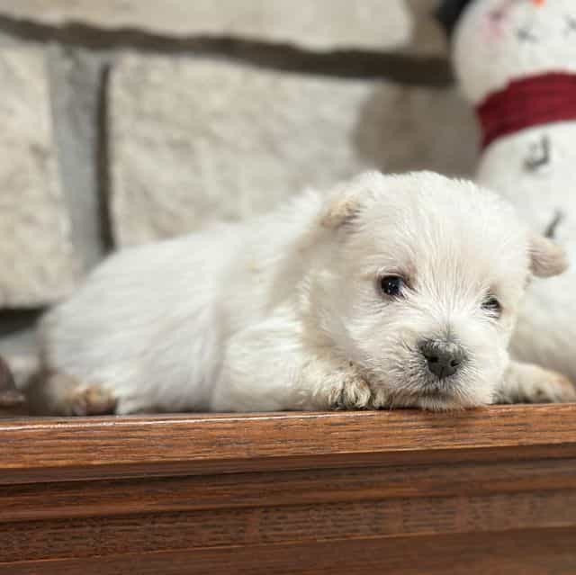Duncan - West Highland White Terrier Male
