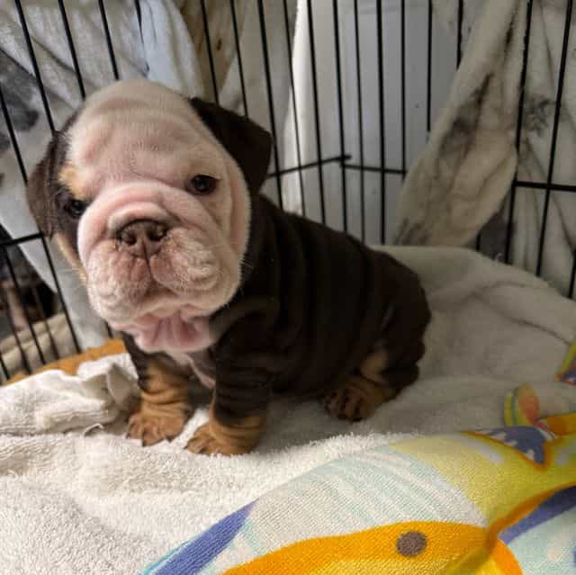 Molly - English Bulldog Female