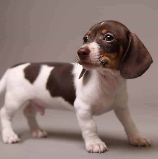 Darvin AKC Mini - Dachshund Male