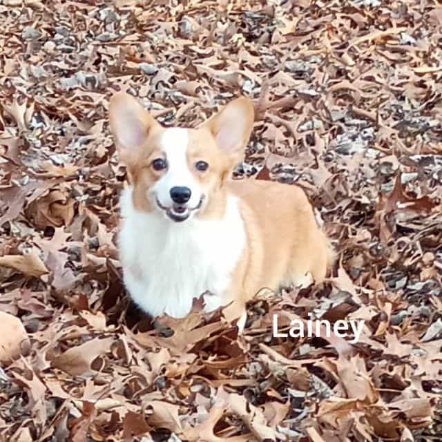 Lainey - Pembroke Welsh Corgi Female
