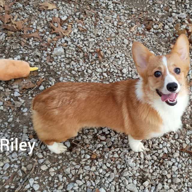 Riley - Pembroke Welsh Corgi Female