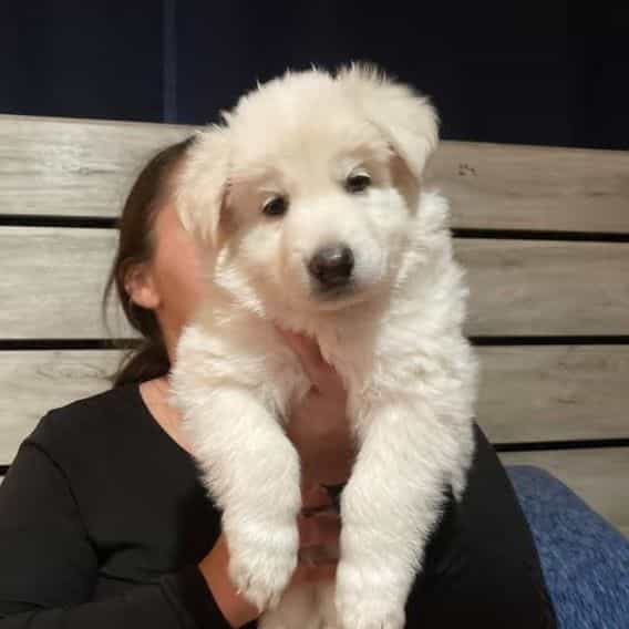 Sleepy - German Shepherd Dog Male