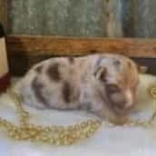 Alaska - Australian Shepherd Female