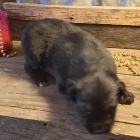 Washington - Australian Shepherd Female