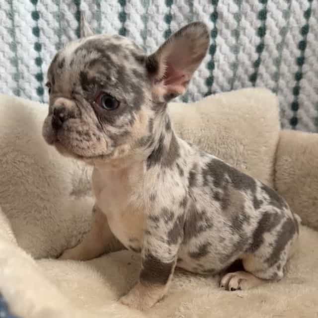 Violet - French Bulldog Female
