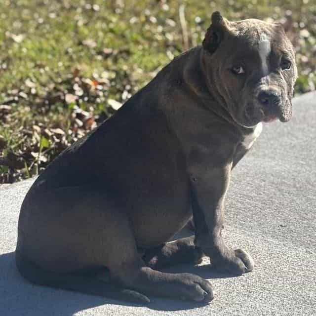 Tyson - American Bully Male