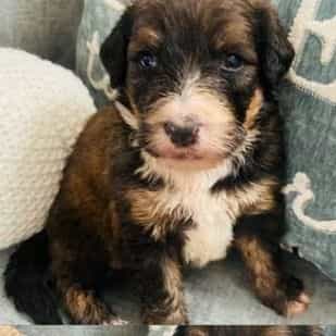 Maverick - Bernedoodle Male
