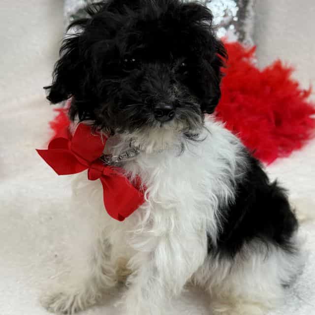 Cici Red Boy - Toy Poodle Male