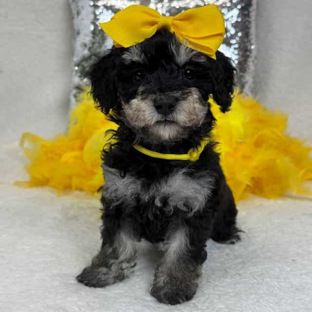 Elsa Yellow Gir - Bernedoodle Female