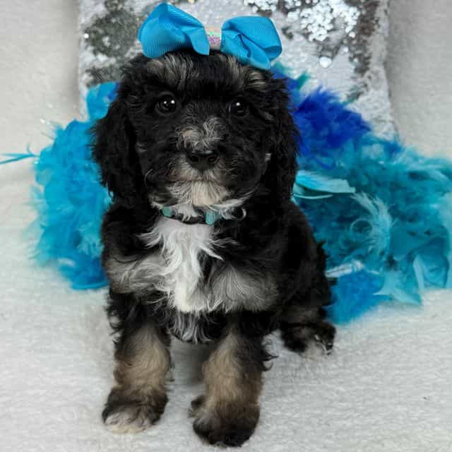 Elsa Turquoise  - Bernedoodle Female