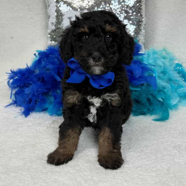 Elsa Blue Boy - Bernedoodle Male