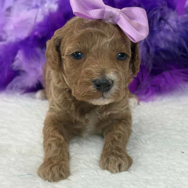 Peaches Purple  - Toy Poodle Female