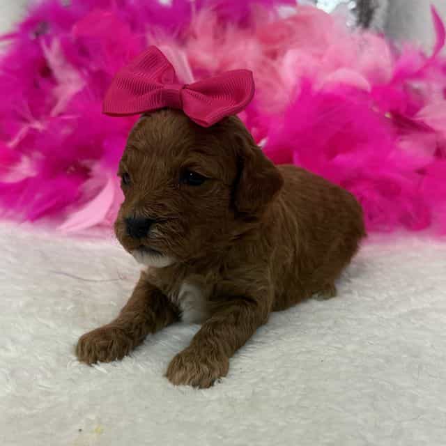 Peaches Pink Gi - Toy Poodle Female