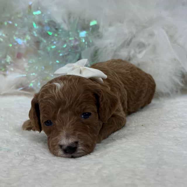 Peaches White B - Toy Poodle Male