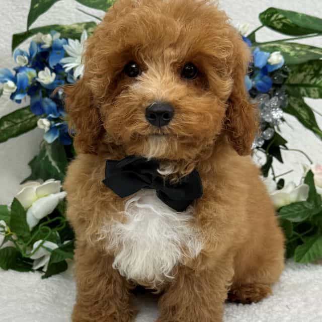 Maddie Black Bo - Cavapoo Male