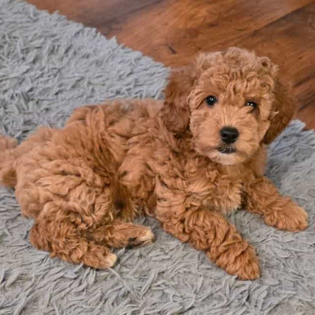 F1b Miniature S - Goldendoodle Female