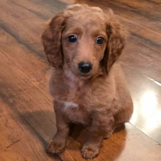 Marv - Goldendoodle Male