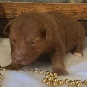 Utah  - Australian Shepherd Female