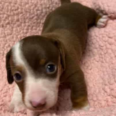 Cara - Dachshund Female