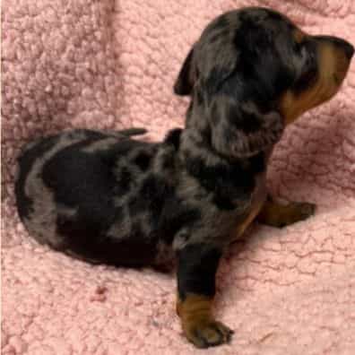 Cassie - Dachshund Female