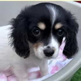 Robbie - Chiweenie Female