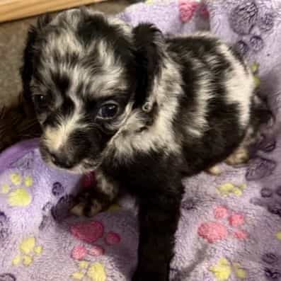 Leo - Aussiedoodle Male